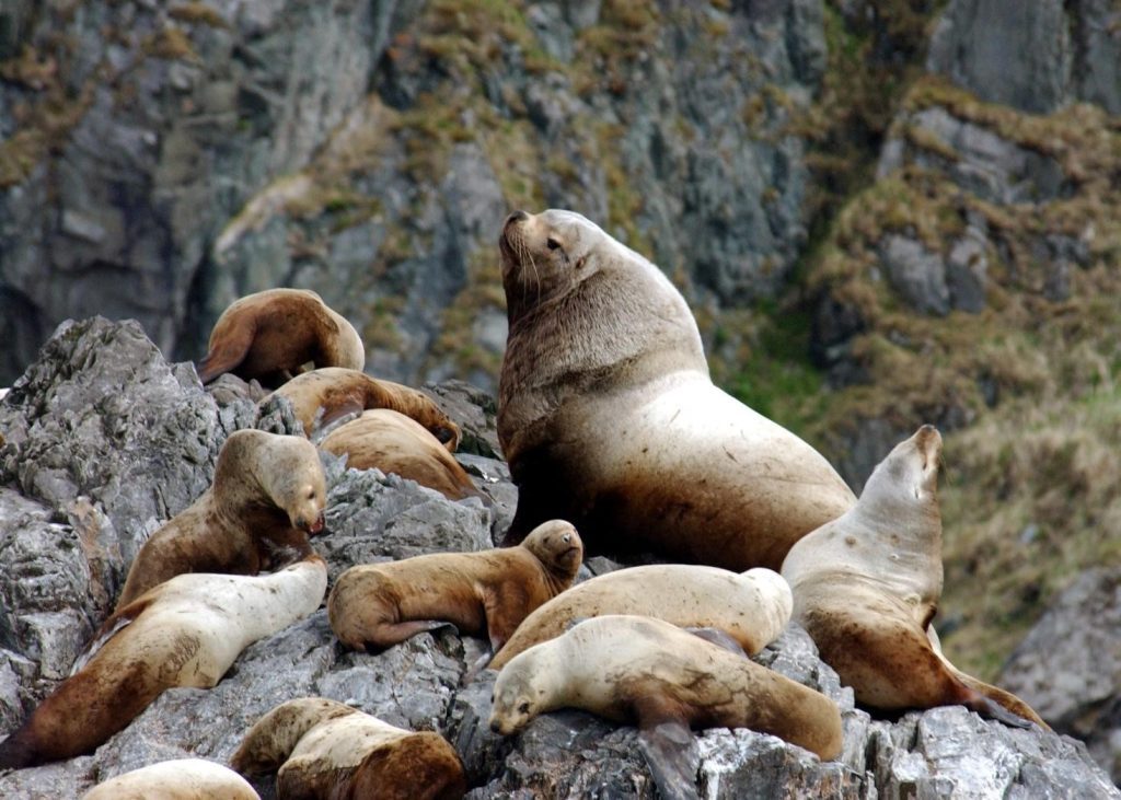 Steller sea lions hauled out on shore at Makushin Bay on Unalaska Island in Alaska. Credit: NOAA Fisheries.