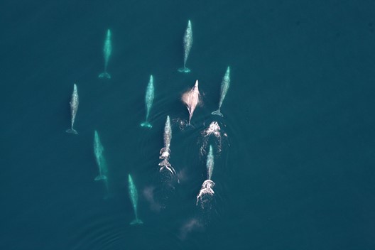Migrating gray whales photographed from a manned aircraft (MMPA Permit #: 19091-01) showing the feasibility of counting these large
